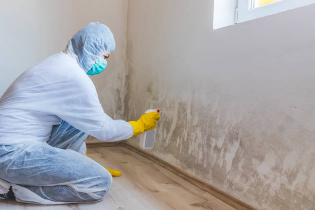 Black mold inspection in Union